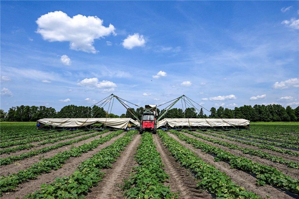 Ein sogenannter Gurkenflieger - eine Maschine mit einer Art Tragflächen - kommt im Spreewald für die Gurkenernte zum Einsatz.Jens Kalaene/dpa