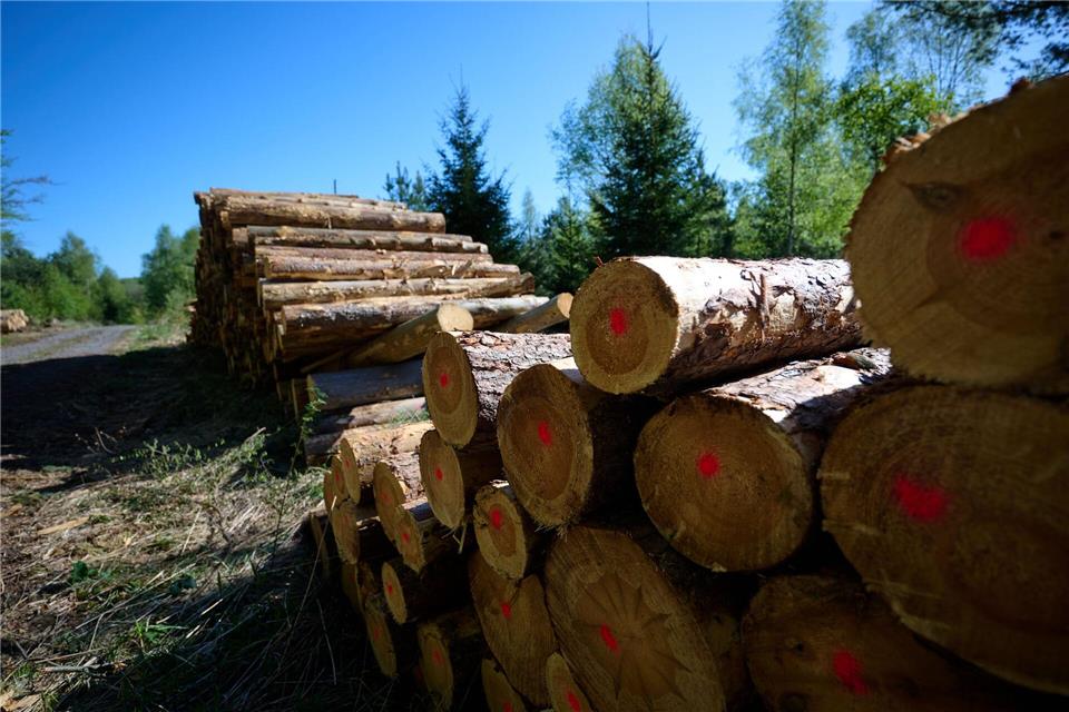 Ein sogenannter Polter, gestapelte Baumstämme an einem Forstweg im Wald.Bernd Thissen/dpa