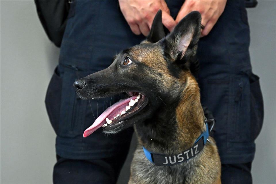 Ein speziell ausgebildeter Hund steht vor seinem Trainer in der Justizvollzugsanstalt Heidering.Elisa Schu/dpa
