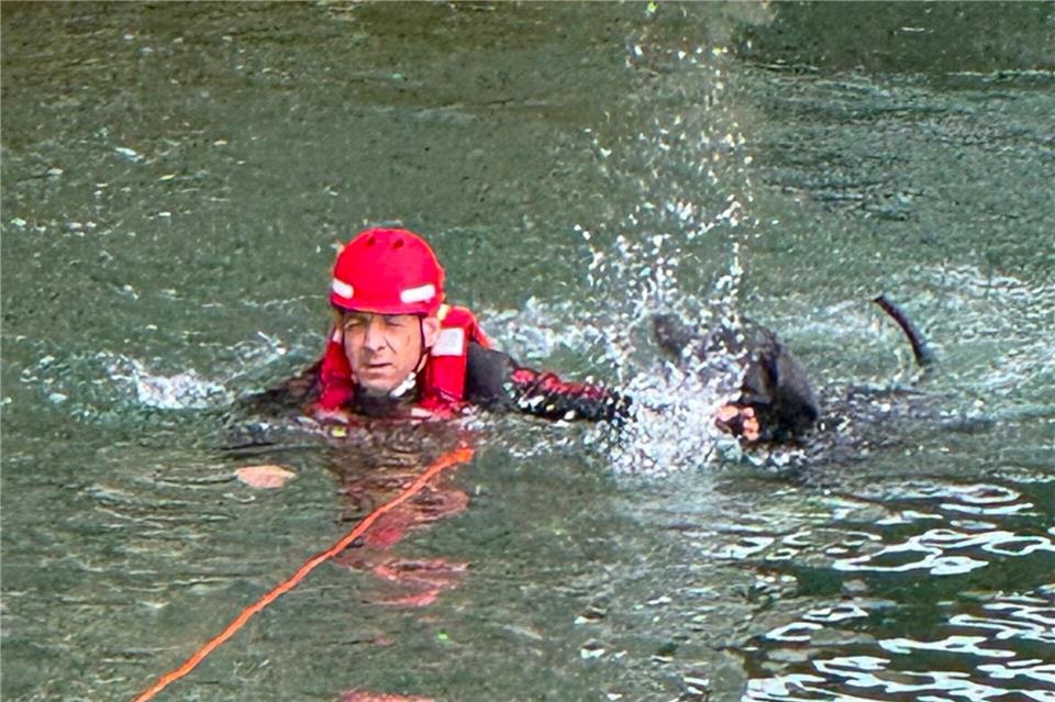 Ein speziell ausgebildeter Strömungsretter holte den verunglückten Vierbeiner aus dem Fluss.-/Berufsfeuerwehr München/dpa