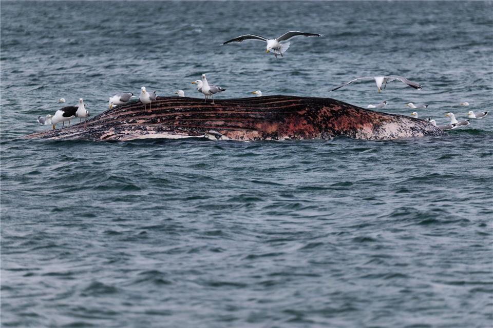 Ein toter Wal ist vor der dänischen Insel Anholt von Möwen umgeben.Marcus Golejewski/dpa