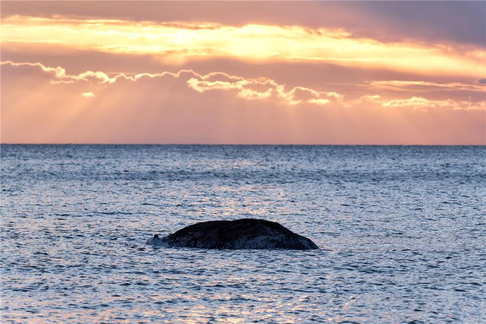 Ein toter Wal liegt vor der dänischen Insel Anholt.Marcus Golejewski/dpa