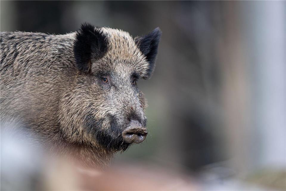 Ein totes Wildschwein bei Görlitz war mit der Afrikanischen Schweinepest infiziert. (Symbolbild)Lino Mirgeler/dpa