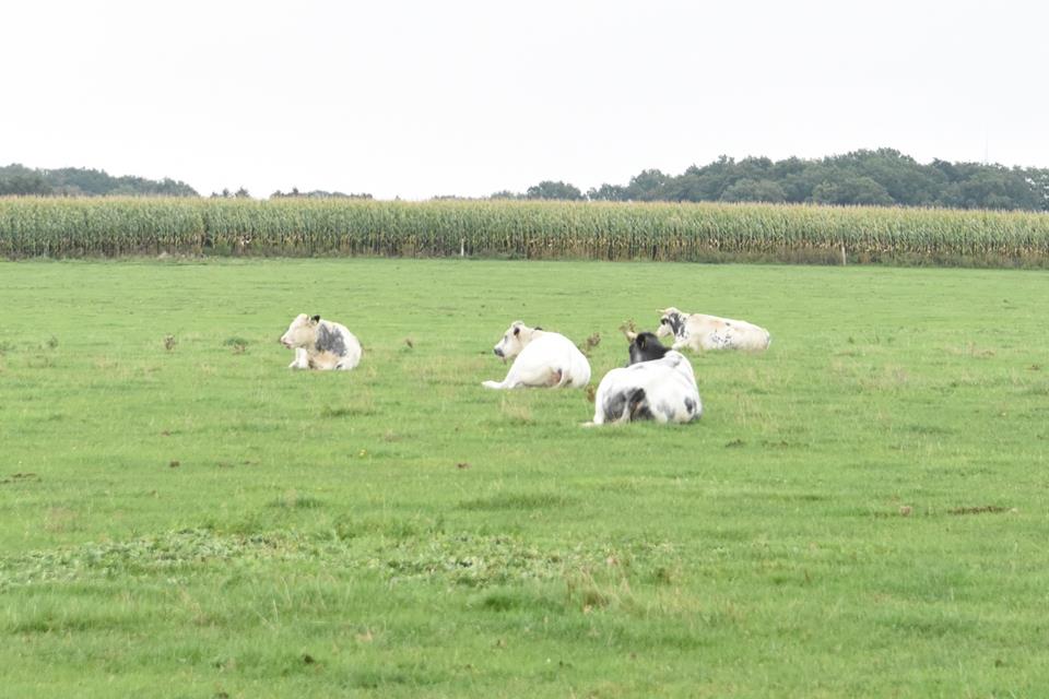 Was wünschen sich Landwirte von der Kommunalpolitik? Ein typisches Bild im Münsterland. Hier gibt es noch viele landwirtschaftliche Höfe. Wir haben ein paar Landwirte gefragt, was sie sich von der Kommunalpolitik wünschen.
