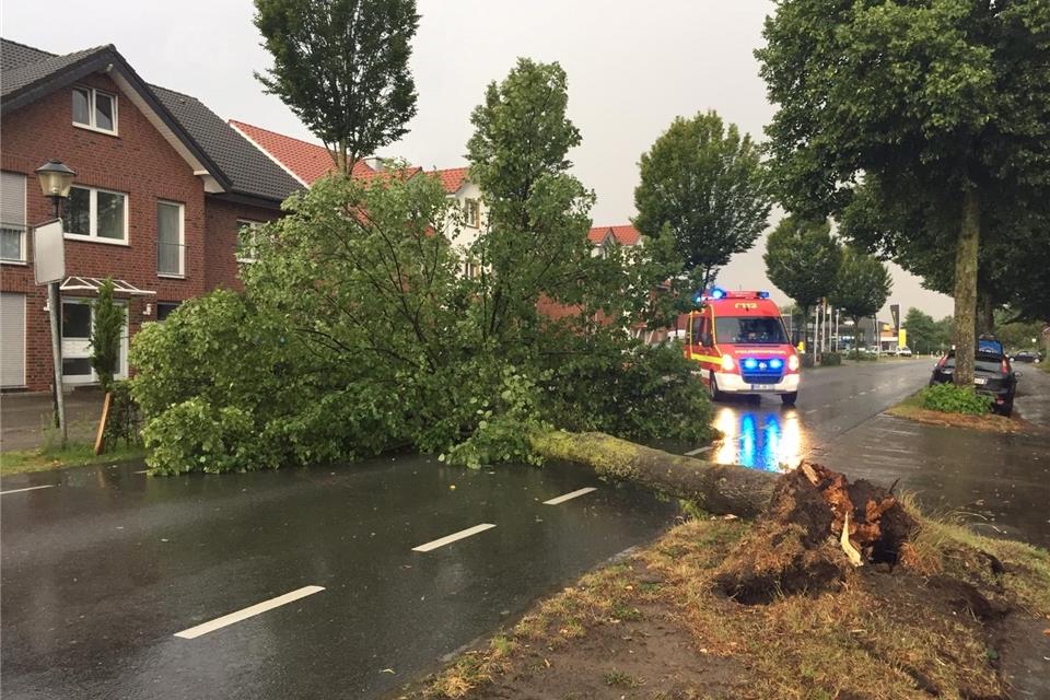 Ein umgestürzter Baum versperrte die Borkener Straße.