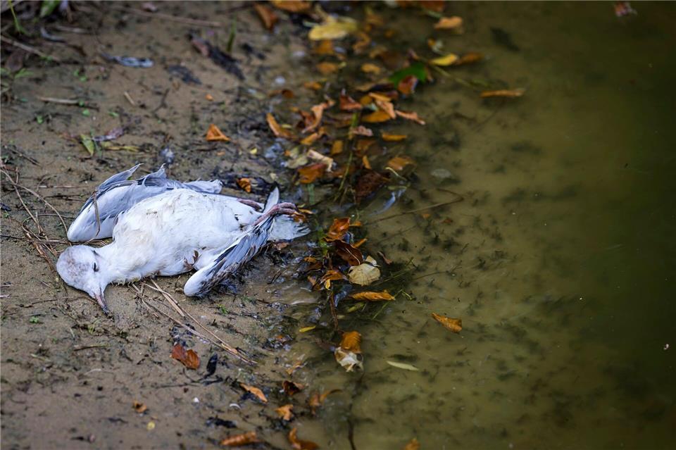 Ein verendeter Vogel liegt am Uferbereich des Aasee in Münster. Lars Berg/dpa