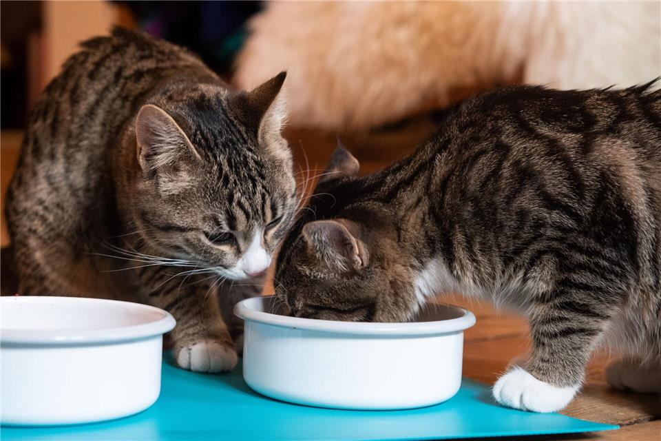 Ein voller Napf allein reicht nicht: Katzen brauchen eine ausgewogene Ernährung mit ausreichend tierischem Eiweiß und Flüssigkeit.picture alliance / dpa Themendienst