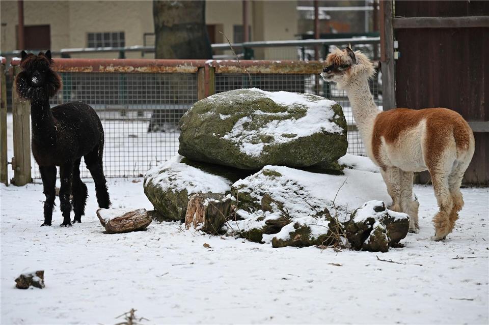 Ein warmes Fell ist im Winter ein guter Schutz gegen Kälte. Michael Brandt/dpa