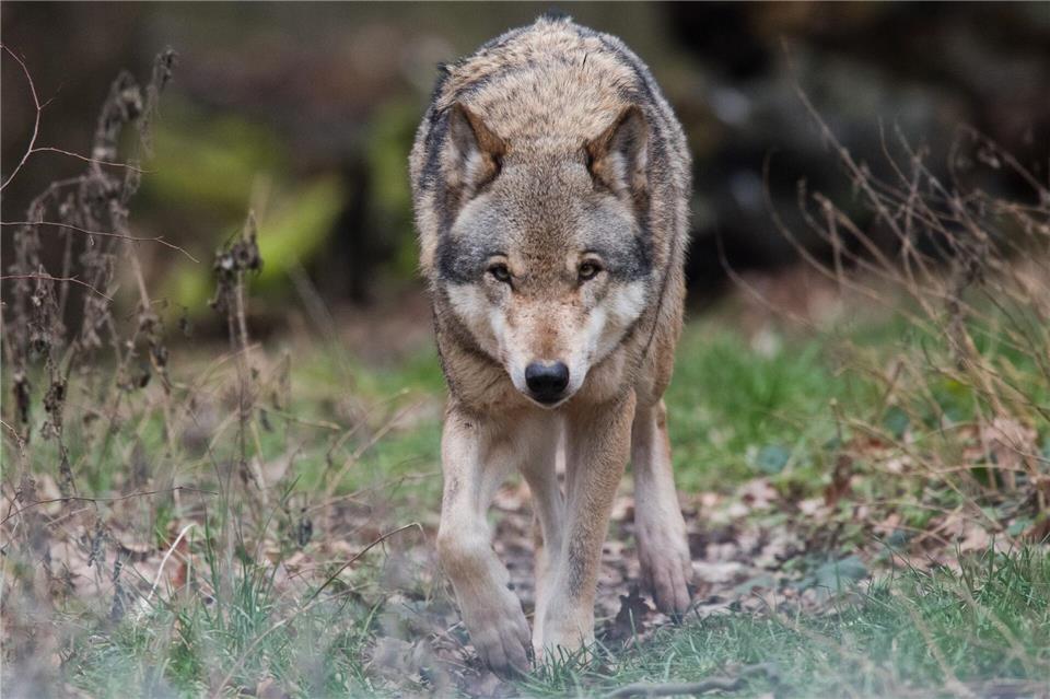 Ein weiterer Wolf ist im Südwesten sesshaft. (Archivbild)Julian Stratenschulte/dpa