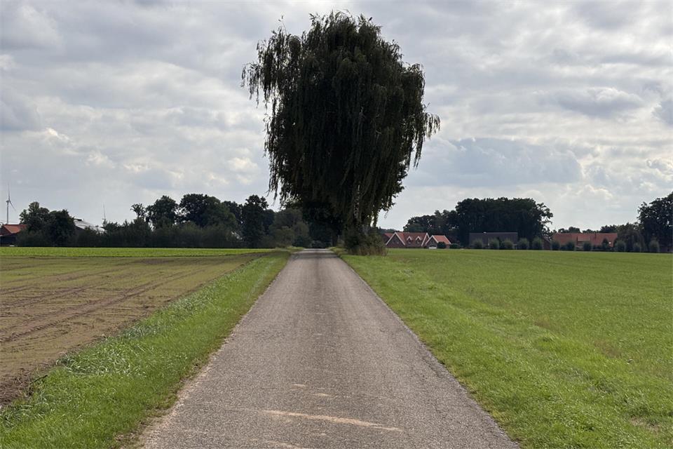 Eine Allee soll an der Straße Buschhausen entstehen. Die bestehenden Bäume sollen dabei erhalten bleiben.