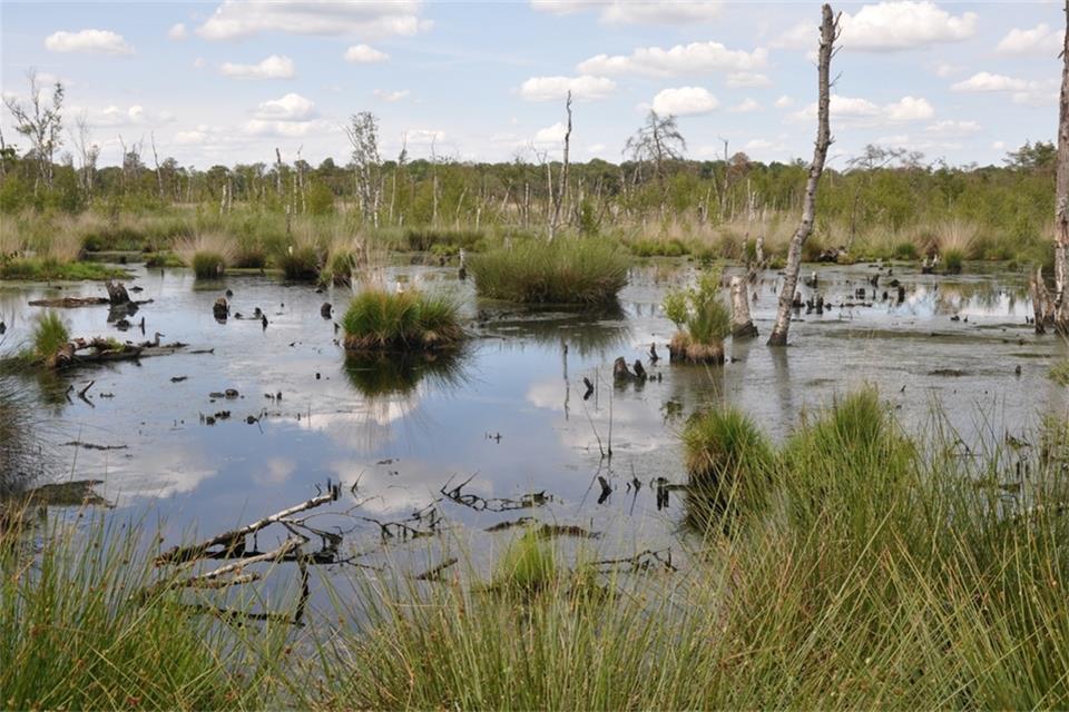 Eine Aufnahme aus dem Burlo-Vardingholter Venn.