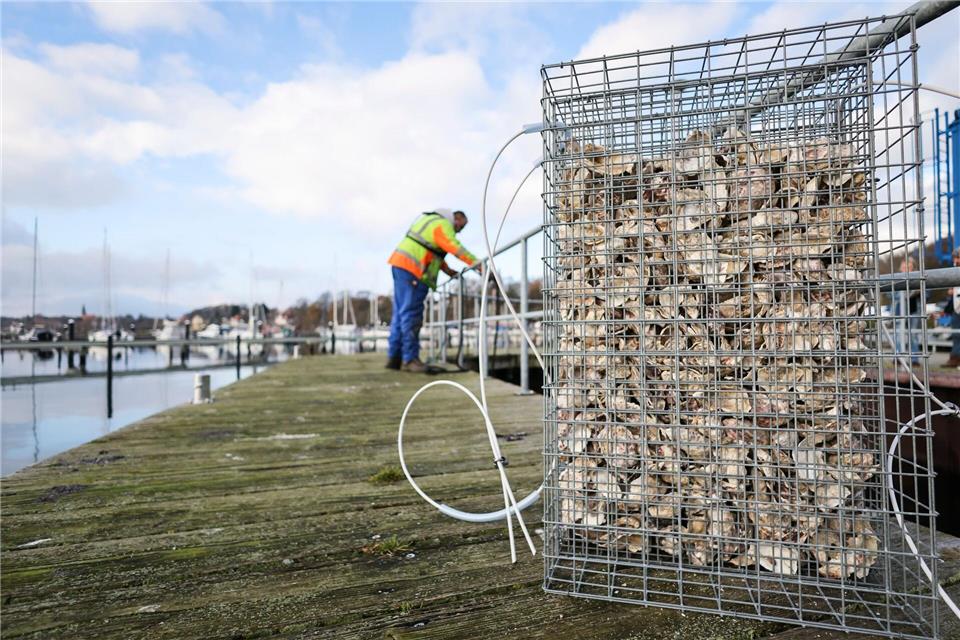 Eine Aufzuchthilfe für Fische aus Draht und Austernschalen.Christian Charisius/dpa