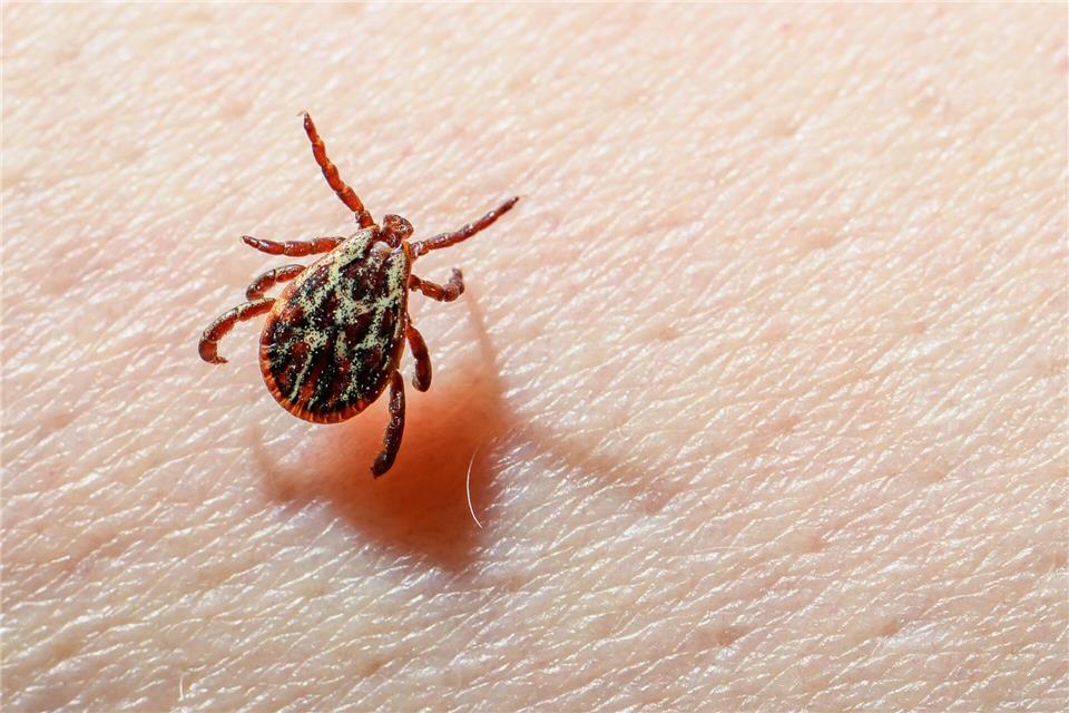 Eine Auwaldzecke (Dermacentor reticulatus) kann FSME übertragen. (Archivbild) Patrick Pleul/dpa