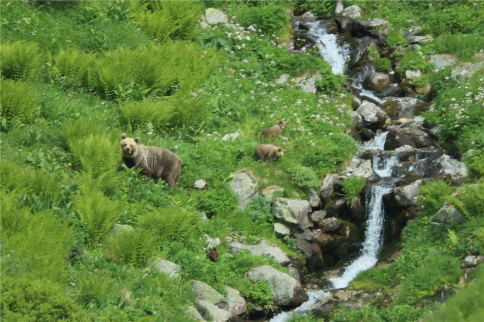 Eine Bärin geht mit ihrem Nachwuchs durch ein Tal in der Westtatra in der Slowakei. Nach offiziellen Zählungen gibt es in der Slowakei rund 1.200 freilebende Bären. (Archivbild)Erik Äevëìk/tasr/dpa