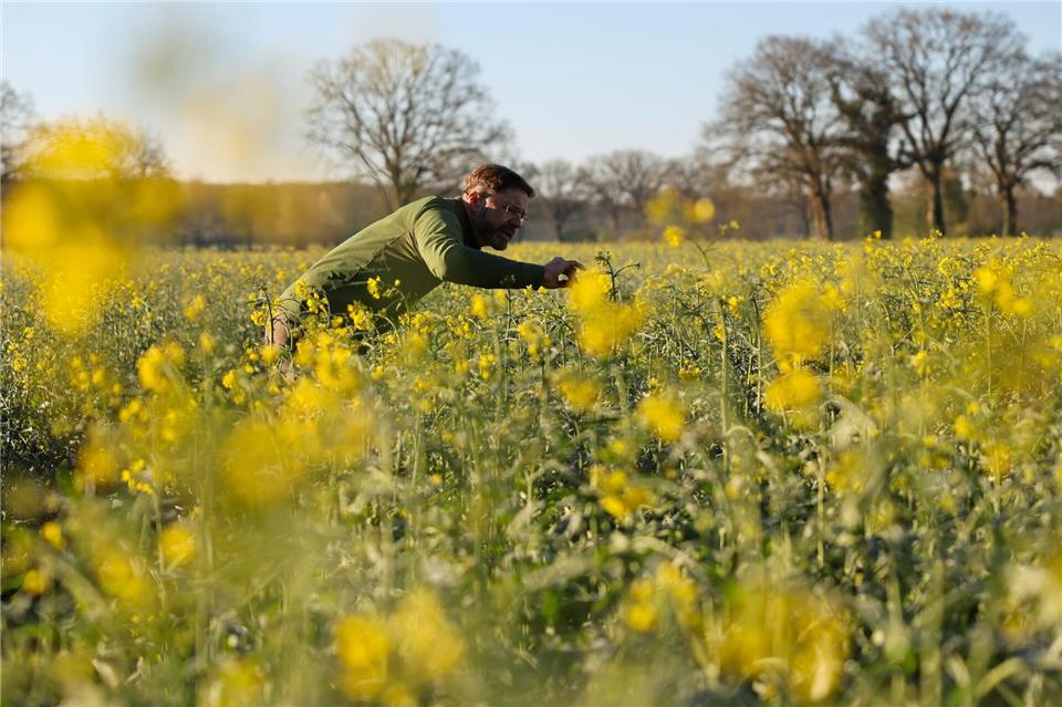 Eine Bekämpfung der Käfer sei nur eingeschränkt möglich, sagt Landwirt Mathis Müller.Christian Charisius/dpa