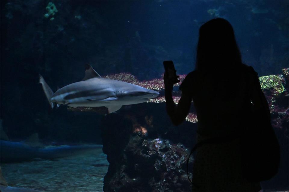 Eine Besucherin fotografiert einen Hai am Tag der Wiedereröffnung des Aquariums Berlin. Michael Brandt/dpa