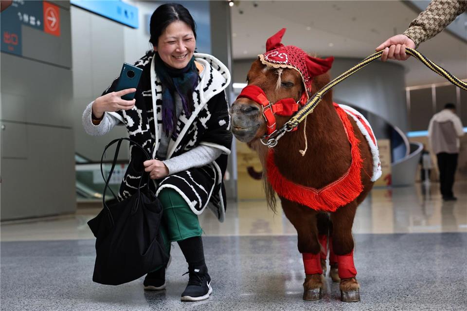Eine Besucherin macht Bilder von einem Shetlandpony in einer Ausstellung zu Pferden in Geschichte und Kultur im chinesischen Shanghai.Fang Zhe/XinHua/dpa