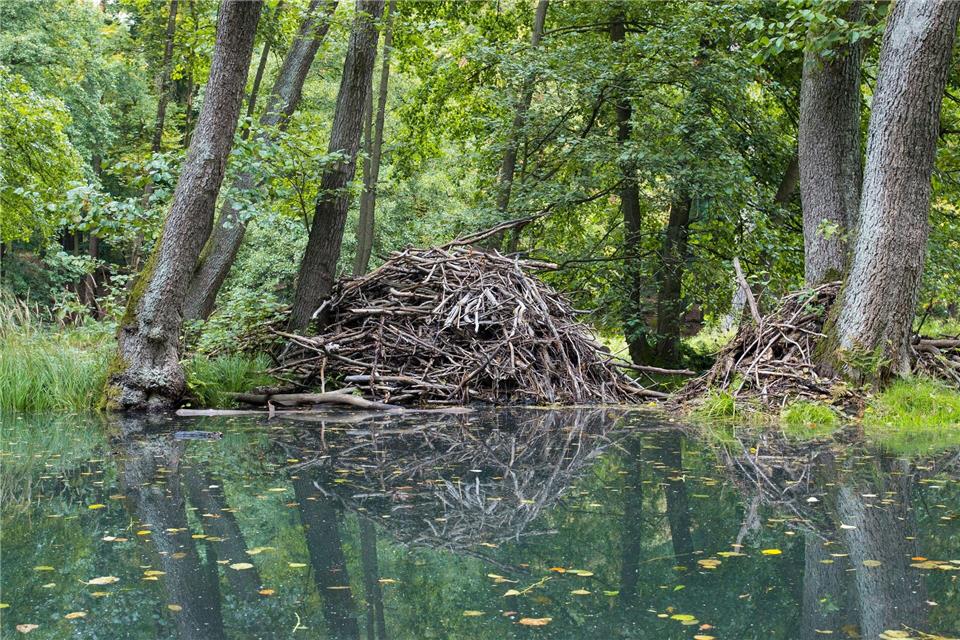 Eine Biberburg in einem See.Patrick Pleul/dpa