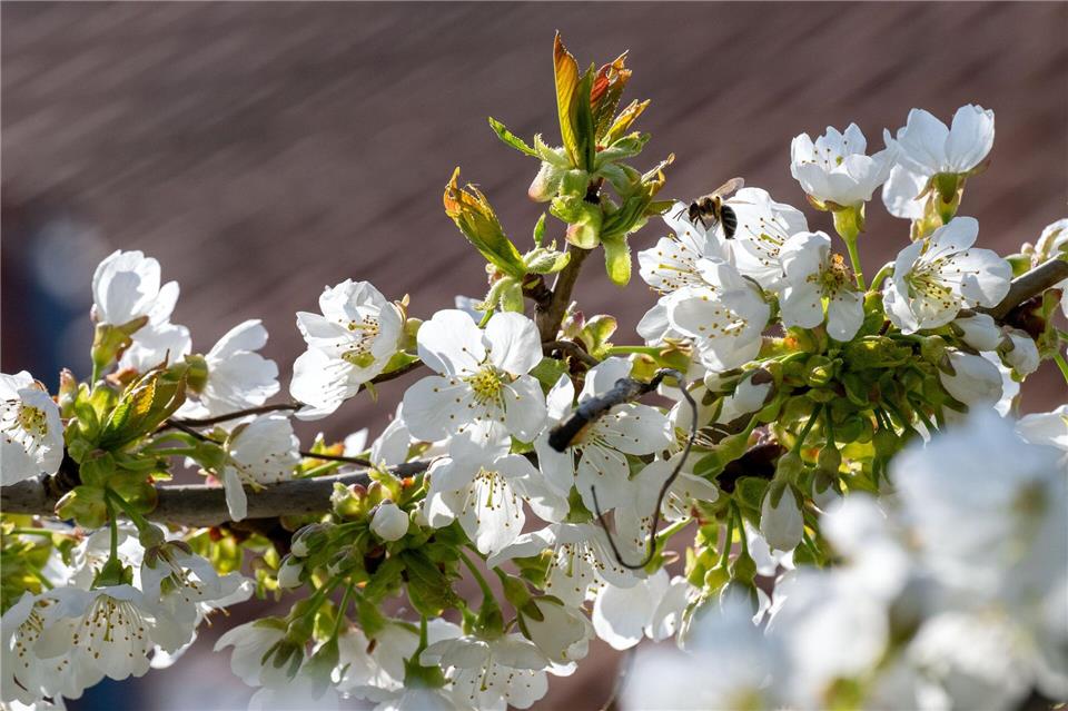 Eine Biene ist zu einer Kirschblüte geflogen. (Archivbild)Pia Bayer/dpa