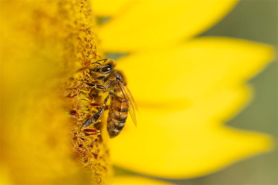 Eine Biene sucht  in Rotweil auf einer Sonnenblume nach Nektar und Pollen.Silas Stein/dpa