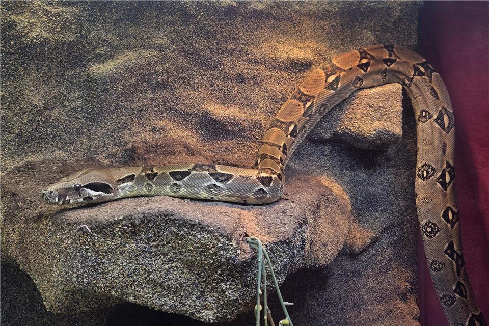Eine Boa constrictor ist in einem Garten in Krefeld gefunden worden. Tierschutzverein Krefeld/dpa