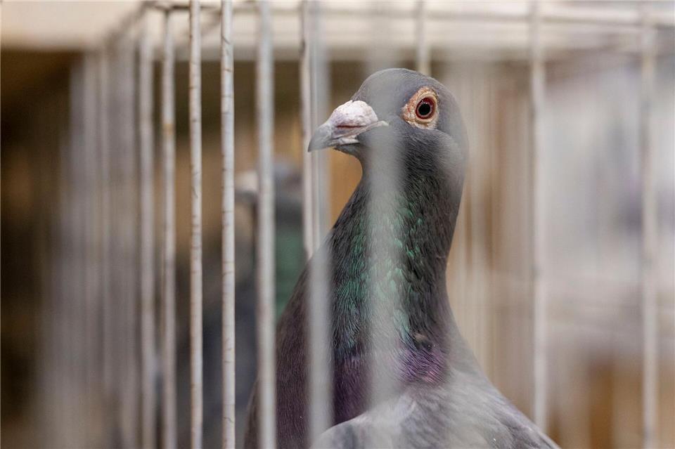Eine Brieftaube sitzt in ihrem Käfig. Züchter aus Reken und Borken haben am Wochenende wieder etliche Tauben ins Rennen geschickt.