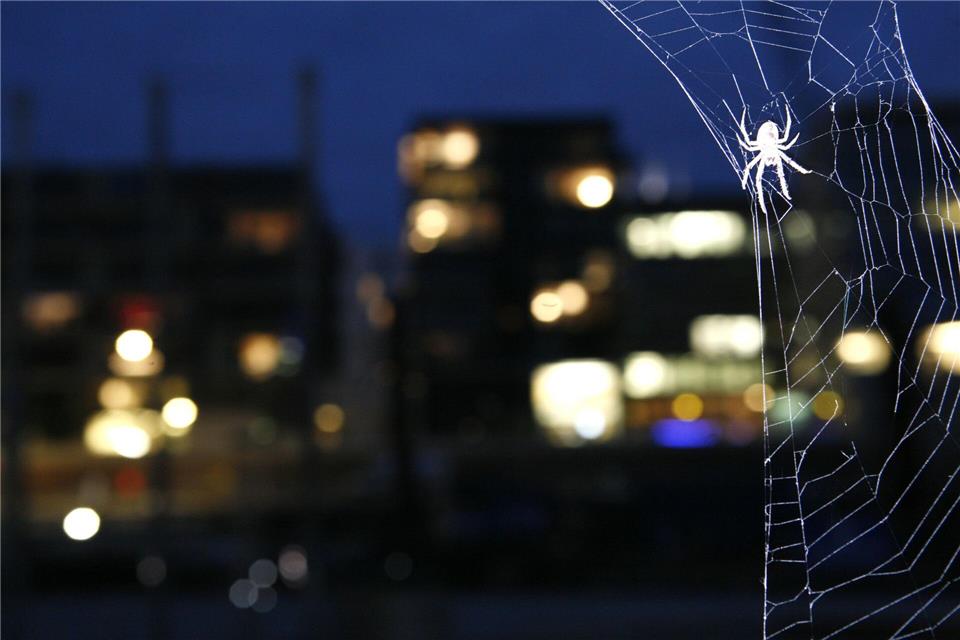 Eine Brückenspinne in ihrem Netz in der HafenCity in Hamburg (Illustration)picture alliance / Jens Ressing/dpa