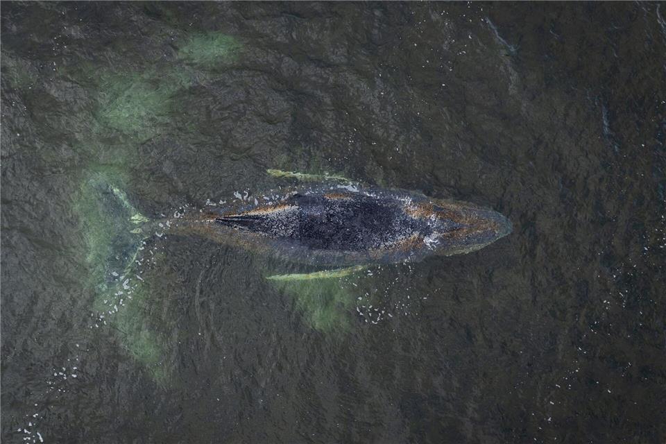 Eine Drohnenaufnahme herausgegeben von Greenpeace zeigt den Buckelwal in der Wismarbucht.Daniel Müller/Greenpeace Germany/dpa