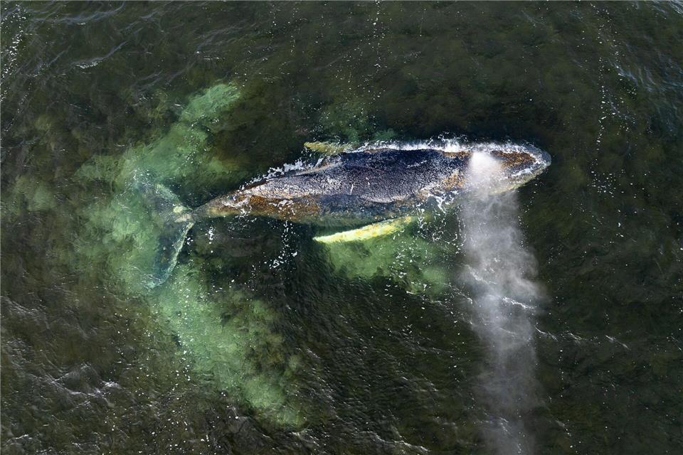 Eine Drohnenaufnahme herausgegeben von Greenpeace zeigt den Buckelwal in der Wismarbucht.Daniel Müller/Greenpeace Germany/dpa