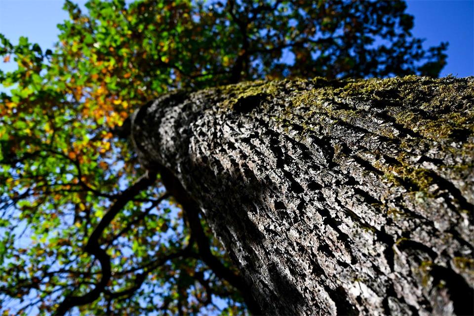 Eine Eiche mit teilweise verfärbten Blättern steht in der Sonne. Als Reaktion auf den außergewöhnlich trockenen und heißen Sommer werfen viele Bäume schon frühzeitig Laub ab.A4366 Sven Hoppe/dpa