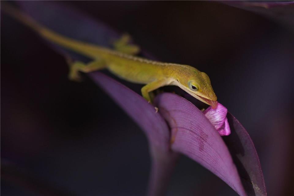 Eine Eidechse frisst an der Blüte einer „Purple Heart“-Pflanze in Texas.Eric Gay/AP/dpa