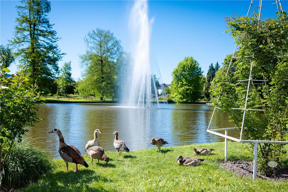 Eine Entenfamilie sicherte sich einen sonnenreichen Platz im Rosengarten im rheinland-pfälzischen Zweibrücken.Laszlo Pinter/dpa
