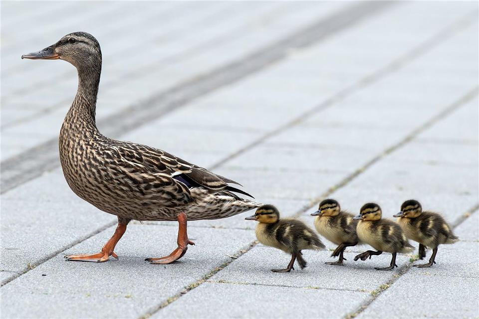 Eine Entenfamilie wie diese beschäftigte die Einsatzkräfte in Stuttgart. (Symbolbild)Federico Gambarini/dpa