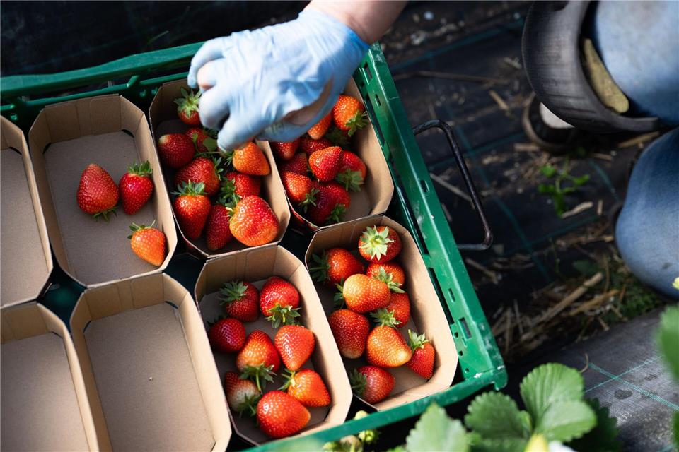 Eine Erntehelferin legt Erdbeeren in Schalen.Julian Stratenschulte/dpa