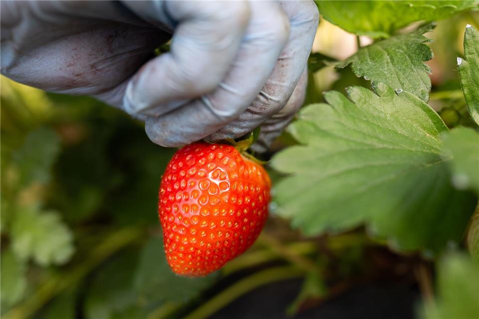 Eine Erntehelferin pflückt Erdbeeren.Julian Stratenschulte/dpa