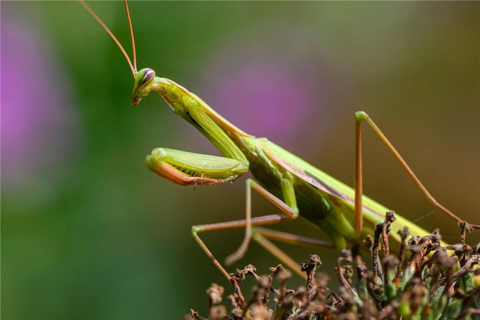 Eine Europäische Gottesanbeterin (Mantis religiosa) ist auf einer Pflanze in einem Garten zu sehen. (Archivbild)Patrick Pleul/dpa