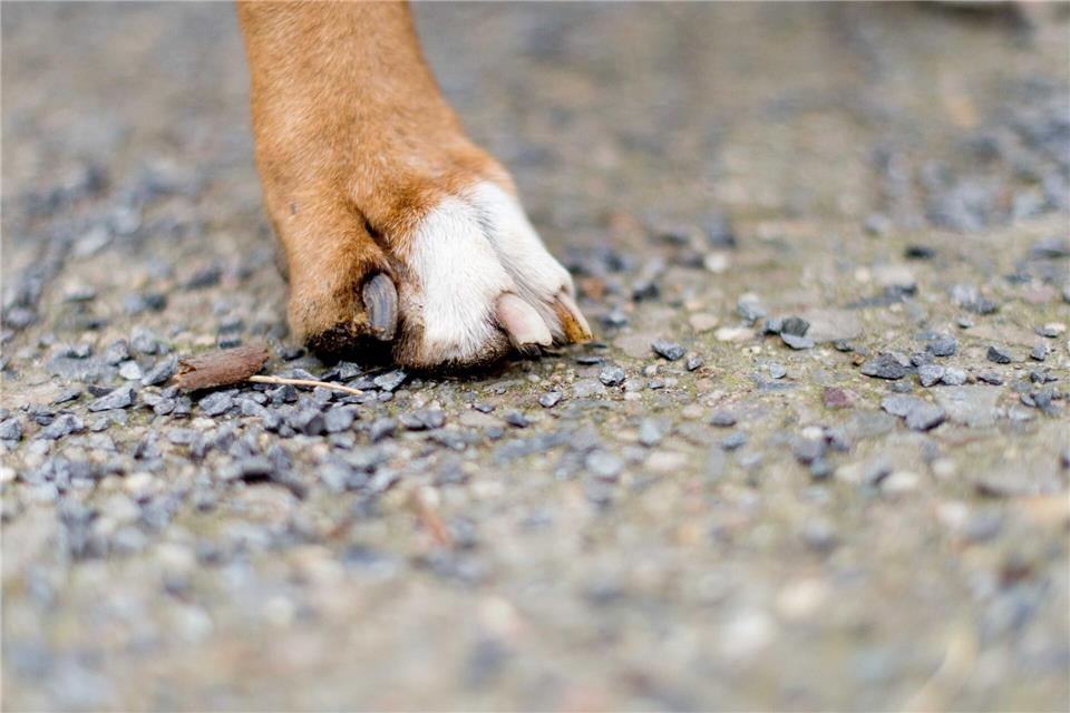 Eine Frau aus Mansfeld-Südharz muss mit Strafen wegen schlechter Haltung ihrer Hunde rechnen. (Symbolbild)picture alliance / Sebastian Gollnow/dpa