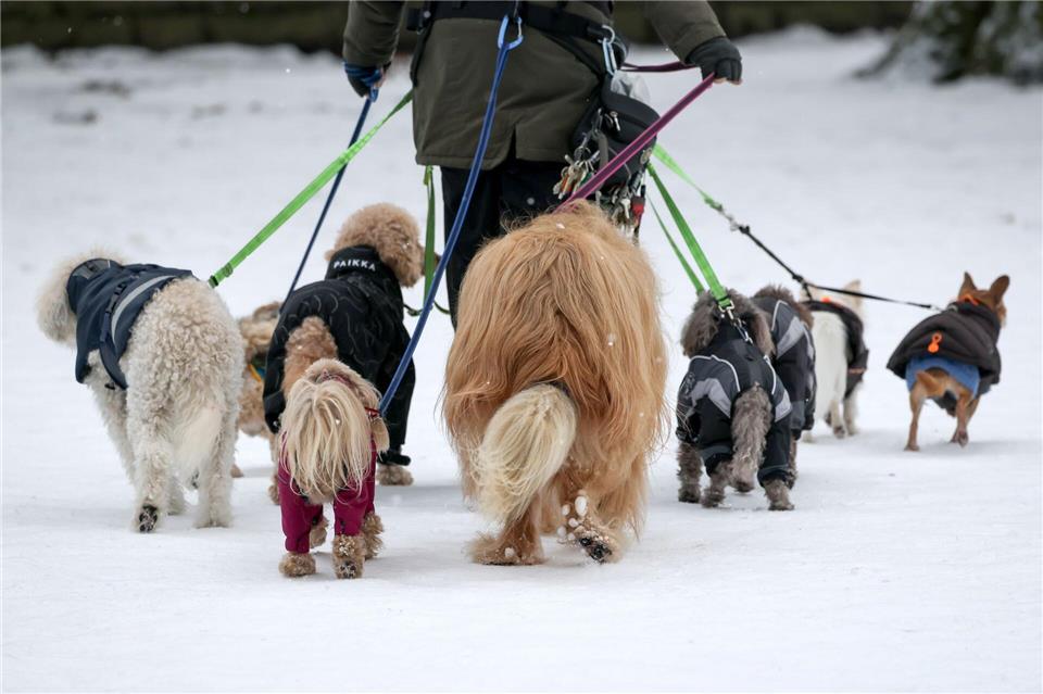 Eine Frau geht mit zahlreichen Hunden im tief verschneiten Stadtpark spazieren.Christian Charisius/dpa