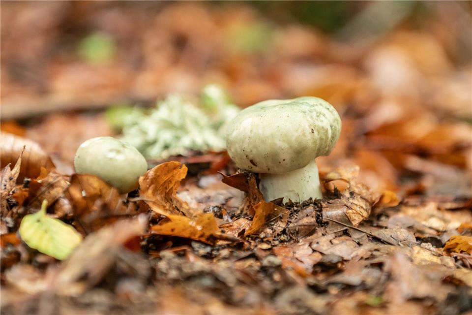 Eine Frau hat ihre 83 Jahre alte Nachbarin beim Pilzsammeln im Wald aus den Augen verloren und die Polizei alarmiert. (Symbolbild)Silas Stein/dpa
