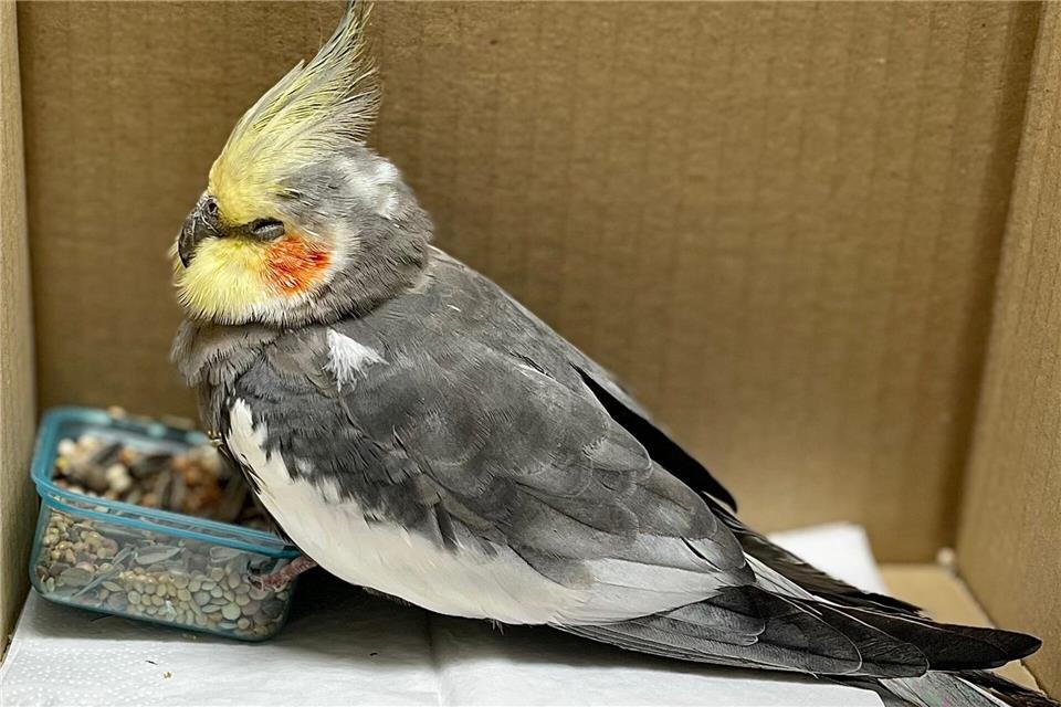 Eine Frau hatte den Vogel in einem Firmengebäude entdeckt und mit ihrem Sohn zur Polizei gebracht. -/Polizeipr�sidium Heilbronn,/dp