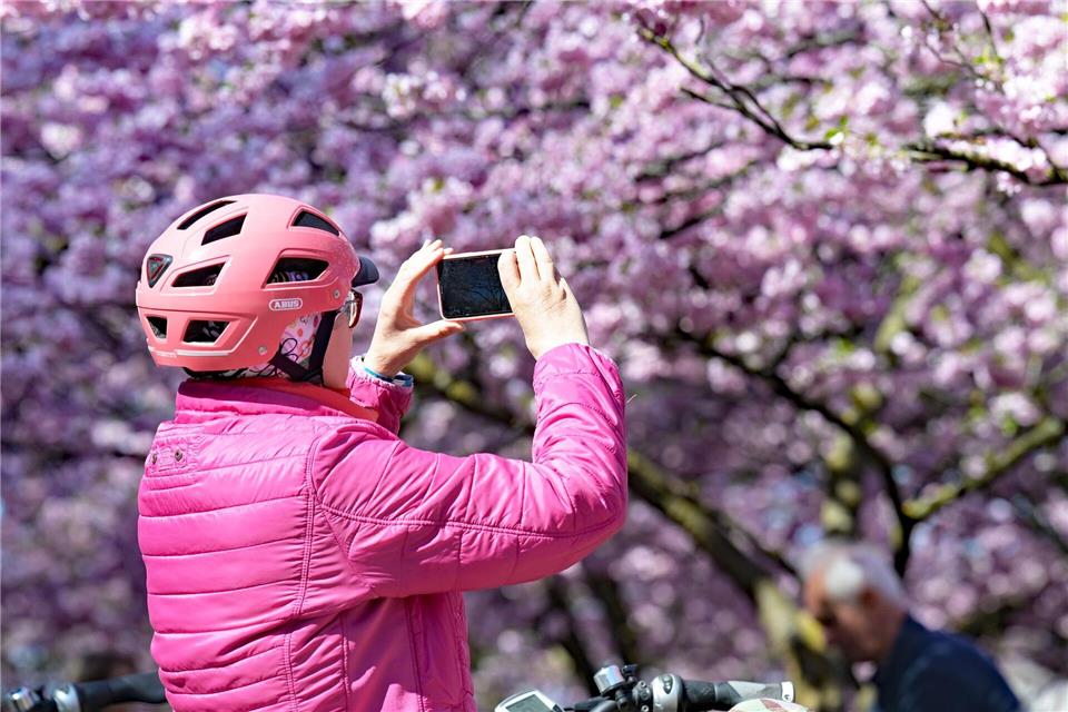 Eine Frau macht Fotos von den Kirschblüten im Olympiapark in München. Malin Wunderlich/dpa