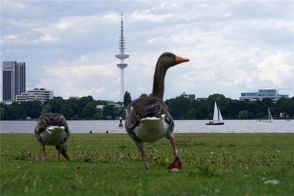 Eine Gans war nach einer Notlandung auf einem Containerschiff mit dem Schiff nach Hamburg eingereist. (Symbolbild)Marcus Brandt/dpa