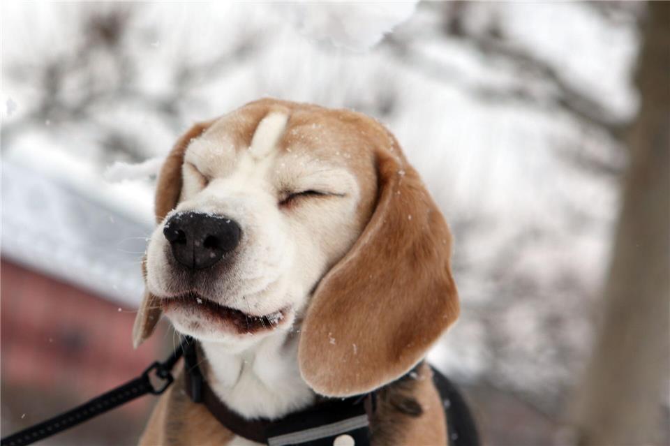 Erster Winter: Tipps für frischgebackene Hundehalter  Eine Gassitour im Winter kann ganz schön unangenehm sein. Ältere oder gesundheitlich angeschlagene Hunde brauchen hier besondere Rücksicht.Fredrik von Erichsen/dpa/dpa-tmn