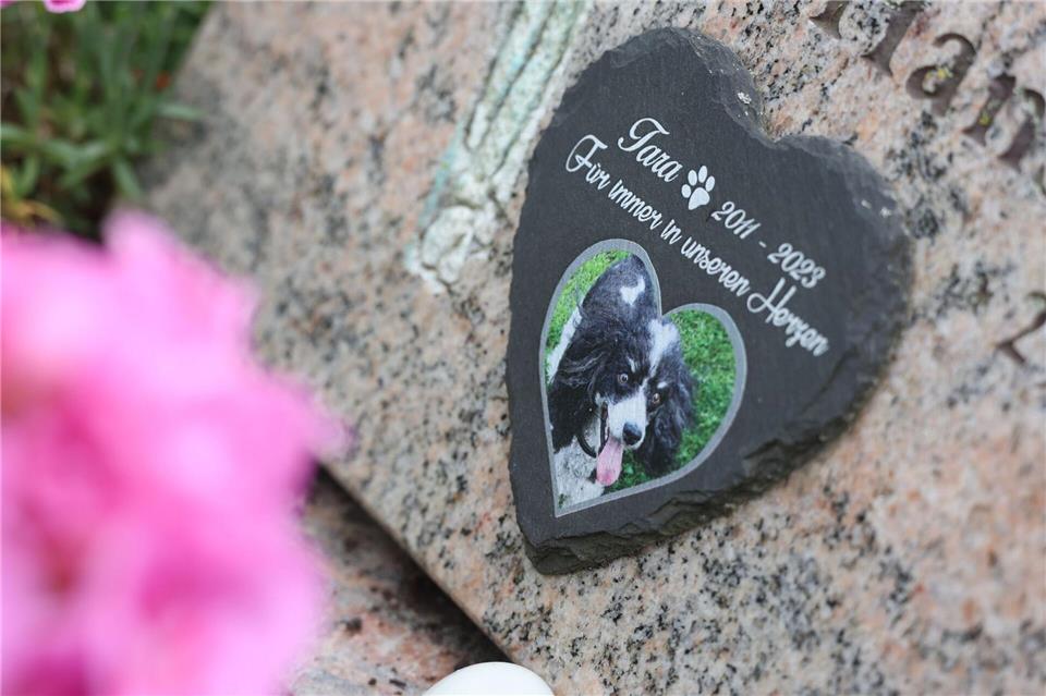 Eine Grabplatte mit einem Hundefoto steht auf einem Friedhof.Matthias Bein/dpa