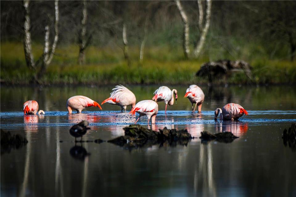 Eine Gruppe Flamingos im Naturschutzgebiet Zwillbrocker Venn. Drei Flamingo-Arten sind hier anzutreffen. Lars Berg/dpa