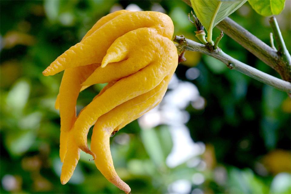Eine Hand als Frucht: „Buddhas Hand“ fällt mit ihrer ungewöhnlichen Form aus dem Rahmen.Matthias Hiekel/dpa-Zentralbild/dpa-tmn