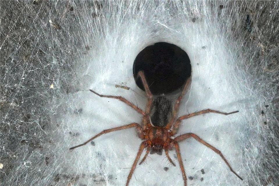 Eine Hauswinkelspinne in ihrem TrichternetzMarek Audy/Urak et al. 2025, Subterranean Biology, CC BY 4.0/dpa