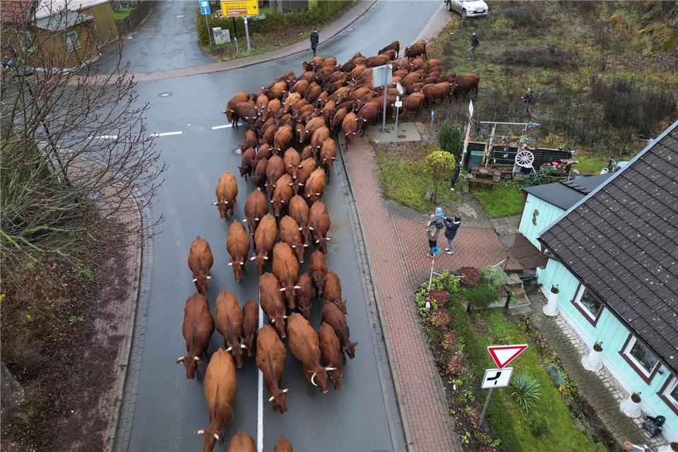 Eine Herde Harzer Rotes Höhenvieh kehrt von den Sommerweideflächen in den Stall zurück. Matthias Bein/dpa