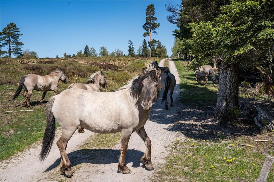Eine Herde Konikpferde weidet im Schwarzwald.Daniel Müller/Nationalpark Schwarzwald/dpa