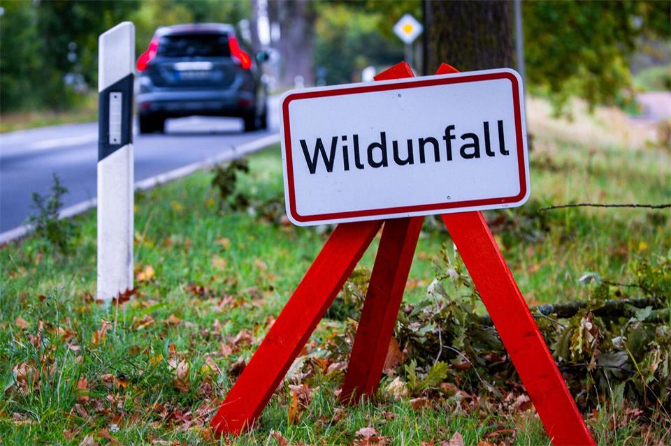Eine Hörfunk- und Social-Media-Kampagne soll Autofahrer für Wildunfälle sensibilisieren. (Symbolbild)Jens Büttner/dpa
